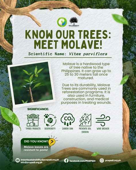 Know our Trees - National Parks Board - raincitystudios.com