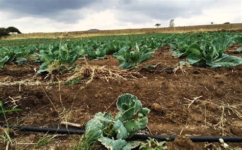 Know the facts before switching irrigation systems - raincitystudios.com