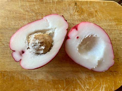 Know your tropical fruit- Malay Apple - Real Life Recess - raincitystudios.com