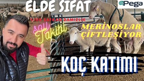 KOÇ KATIMI –. 