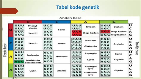 Kode genetik - Wikipedia bahasa Indonesia, ensiklopedia bebas - muktibox.com