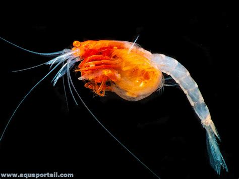 KOI55   Elevage De Mysis - KOI55