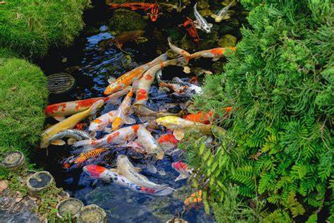 KOLAM IKAN #4 CARA MEMBUAT PANCURAN / WATERFALL / AIR TERJUN DARI SEMEN ... - raincitystudios.com