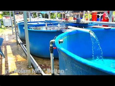 Kolam nila spek sultan #budidayaikannila - muktibox.com