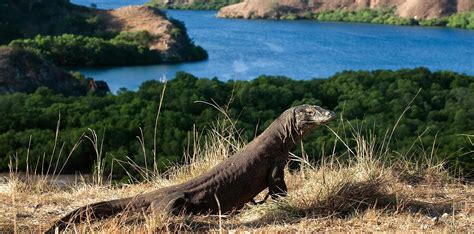 Komodo Habitat - muktibox.com
