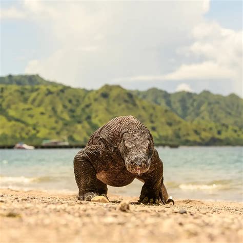 Komodo - Wikipedia bahasa Indonesia, ensiklopedia … - muktibox.com