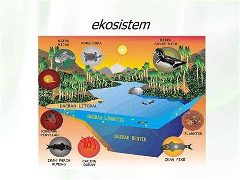 Komponen dan Interaksi Ekosistem Kolam | PDF - raincitystudios.com