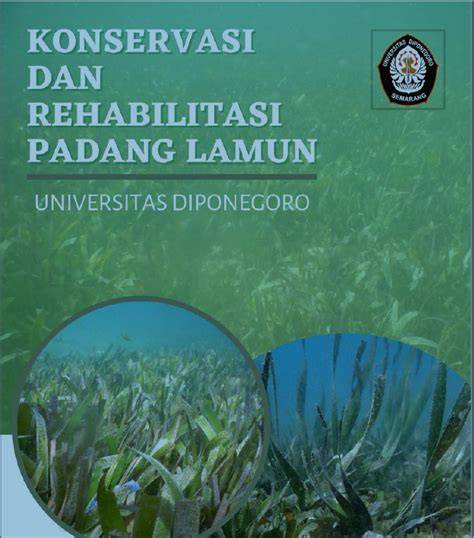 Konservasi dan Rehabilitasi Padang Lamun | Undip Initiatives for ... - raincitystudios.com