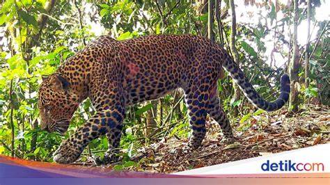 Konservasi Macan Tutul Jawa - raincitystudios.com