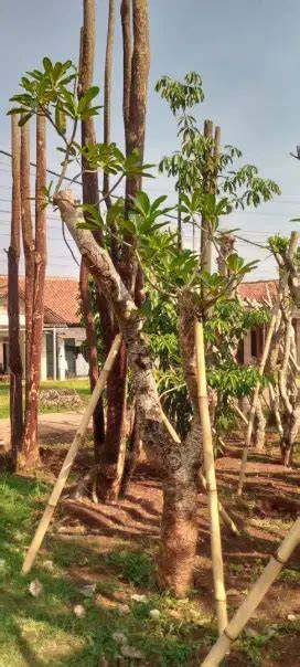 Konstruksi dan Taman Murah di Indonesia - Paving Blok - raincitystudios.com