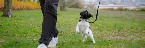 KOPPELTR&Auml;NING - l&auml;r hunden att g&aring; fint i kopplet och sluta