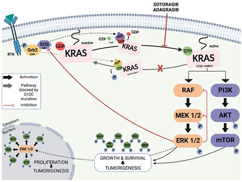 KRAS mutations in non-small-cell lung cancer and colorectal