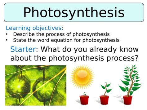 KS3 t Year 8 Photosynthesis Home Learning booklet - Schudio