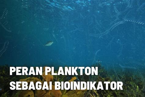Kualitas Air dan Plankton dalam Ekosistem - raincitystudios.com