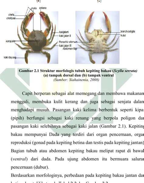 KUALITAS HABITAT KEPITING BAKAU (Scylla serrata) PADA ... - Neliti - raincitystudios.com
