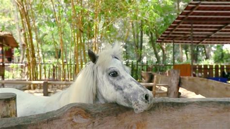 Kuda | PDF - Scribd - muktibox.com