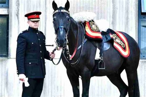 Kuda Inggris - muktibox.com