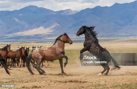 Kuda liar - muktibox.com