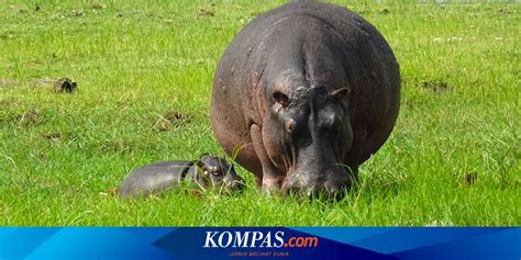 Kuda nil - Wikipedia bahasa Indonesia, ensiklopedia … - muktibox.com