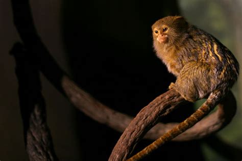 Kudalaut Pigmy adalah spesies kudalaut terkecil di dunia ... - muktibox.com