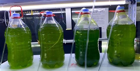 Kultivasi Mikroalga dalam Praktikum - muktibox.com