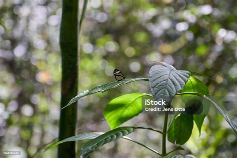 Kupu-kupu - Wikipedia bahasa Indonesia, ensiklopedia … - muktibox.com