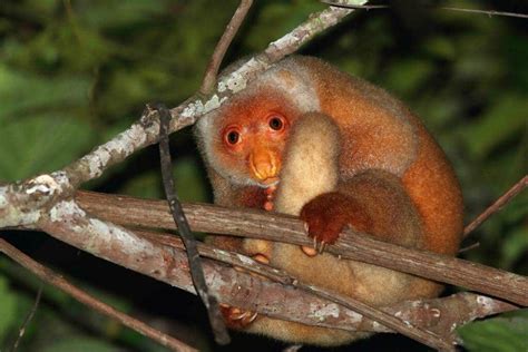 Kuskus pontai - Wikipedia bahasa Indonesia, ensiklopedia bebas - wintechmobiles.com