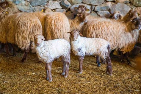 Kaçeli koyunlarının ilk yavruları Olivelo’da gözlerini açtıs