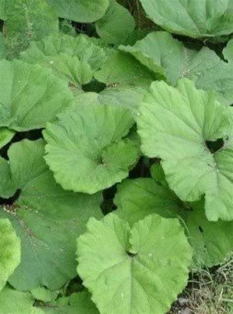 Kabalak Halı ve Koltuk Yıkama