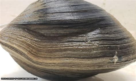 Kabibe Onlyfans Leak PORN 💦 21 Pics