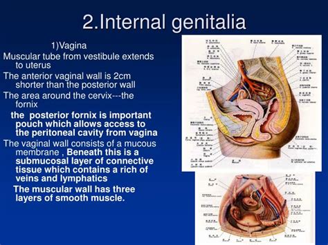 Kadın genital sistem anatomisi