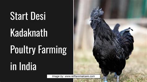 Kadaknath poultry farming institute bihar patna bihar. .  <a href=https://staging-statami...