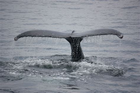 Kafalar balina