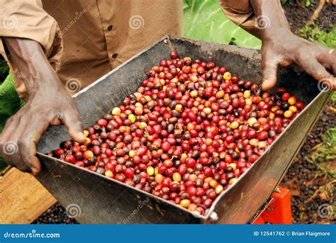 Kaffeodling i Uganda