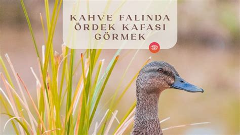 Kahve falinda ordek .