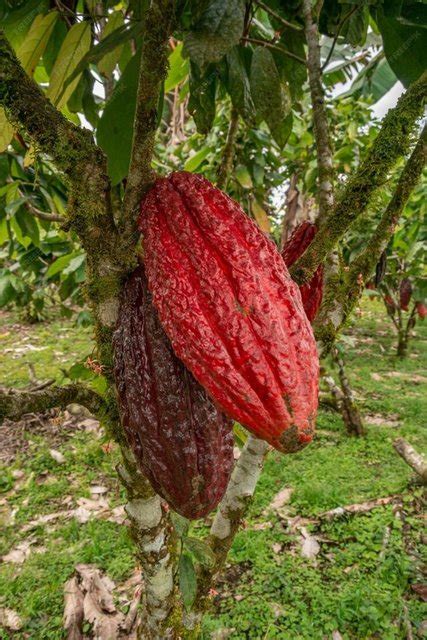Kakao Ağaçlarını Hastalık Vurdu! Kapıda Bekleyen 'Üzücü' Gelişme: Çikolata Kıtlığı Başlayabilir