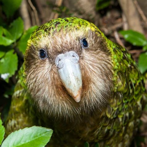 Kakapon. Kakapon tillhör de största papegojorna och är genom sin täta fjäderbeklädnad nästan lika stor som en berguv. Hannar blir upp till 60 centimeter stora och väger mellan 2 och 4 … 