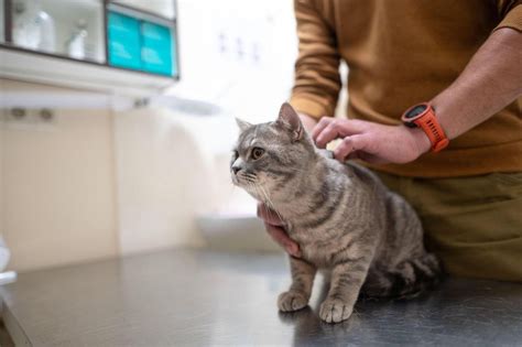 Kako ujeti ptico? Ko moramo peljati ptico k veterinarju ali kam drugam in se nahaja zunaj kletke, moramo ulov izpeljati čim manj stresno.