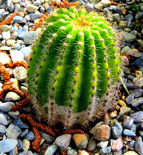 Kaktus - Der findes over 100 forskellige kaktus slægter. Dertil kommer, at nogle slægter har flere hundrede arter under sig, som eksempelvis de populære Opuntia- og Mammillaria slægter. Det er med andre ord noget af en ørkenvandring, du skal ud på, hvis du vil opstøve alle de forskellige kaktusser. Kaktus stammer oprindeligt fra Amerika. 