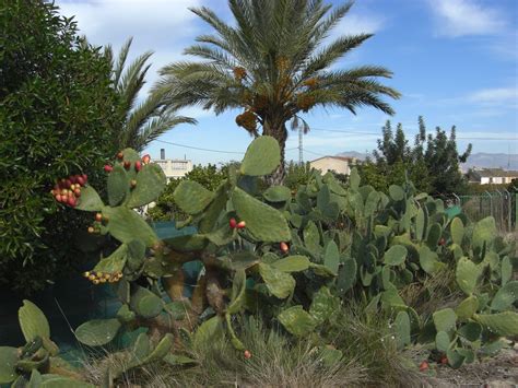 Kaktusfikon engelska