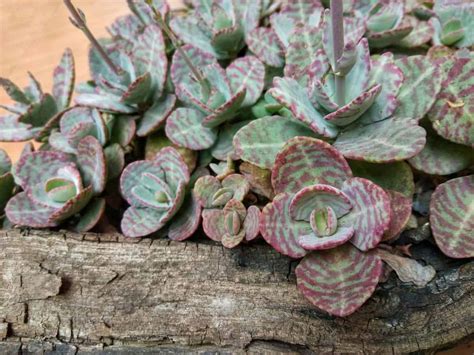 Kalanchoe Humilis Succulent - A Care Guide - Sublime Succulents