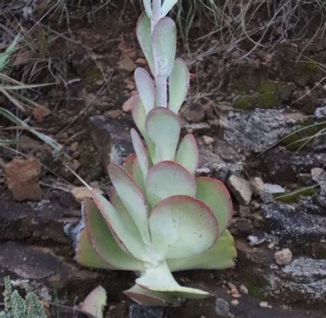 Kalanchoe thyrsiflora PlantZAfrica - SANBI