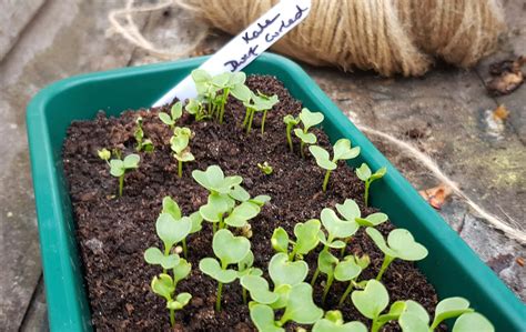 Kale seedlings. Growing outdoors · Kale may be direct seeded in the garden or planted as transplants. · If direct seeding, try Succession planting as kale only needs between 38 ... 