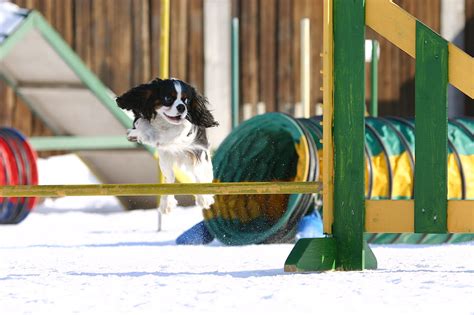 Kallioluodon kennel