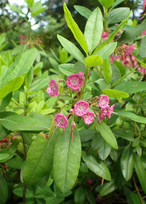 Kalmia angustifolia - Wikipedia