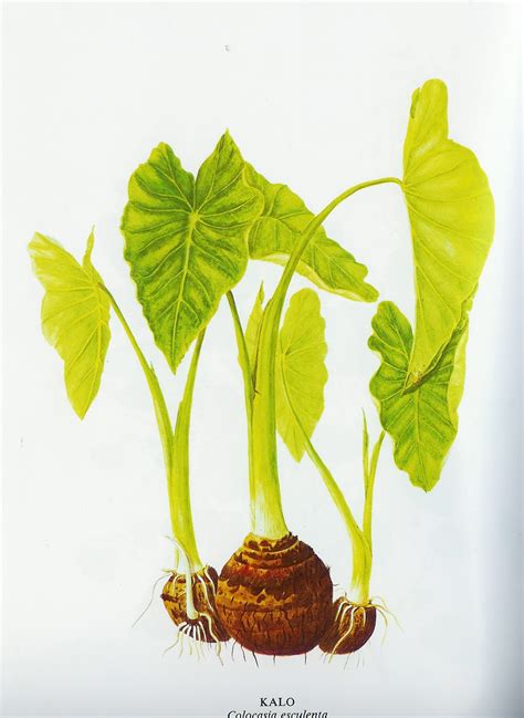 Kalo Plant Drawing