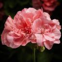 Kalopsiccalliope Leaks PORN 🍌 82 Videos