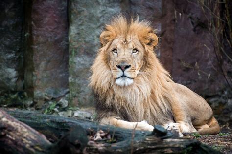 Kamaia, a sick lion at Boston’s Franklin Park Zoo, received blood from brother to help doctors determine cause of health issues