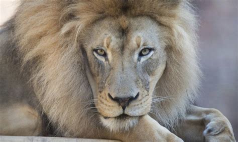 Kamau, ‘charismatic and iconic’ African lion at California’s Sacramento Zoo, dies at 16