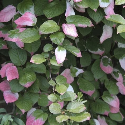 Kameleontbuske vinter